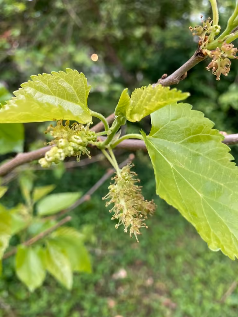 White mulberry, In flower