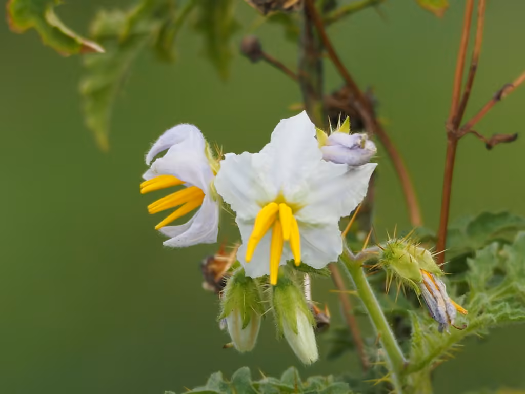 Sticky nightshade, photo 1 of 5