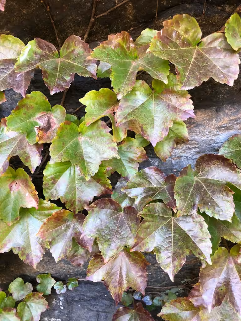 Vigne vierge tricuspidée