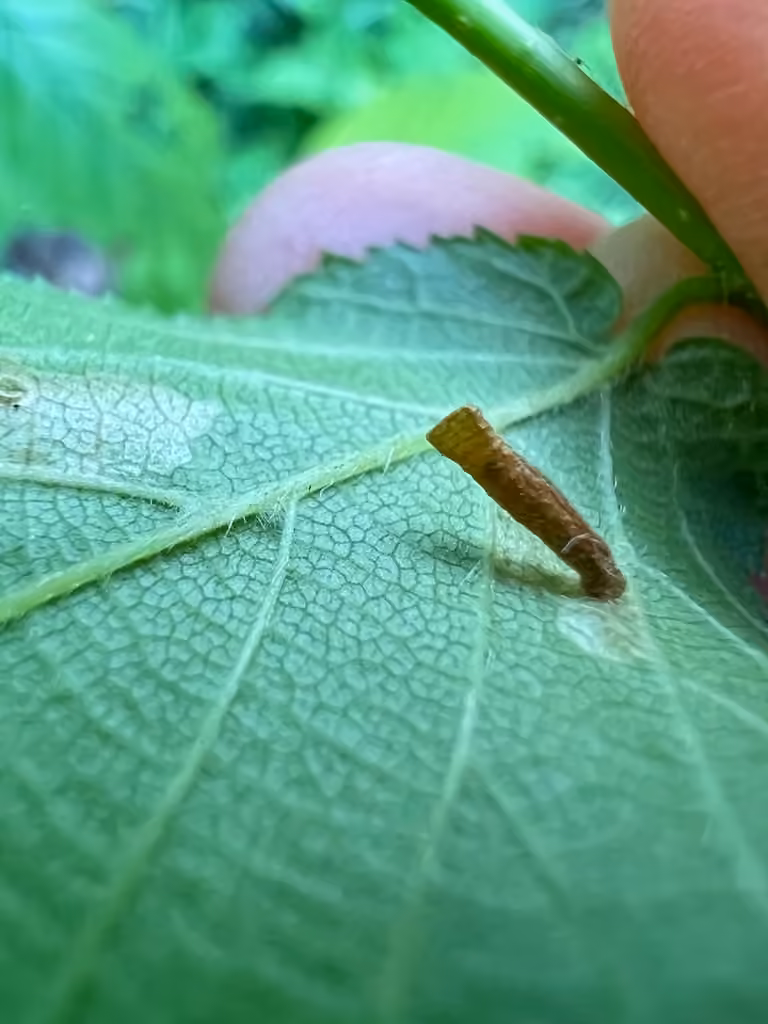 Coleophora ostryae, photo 3 of 5