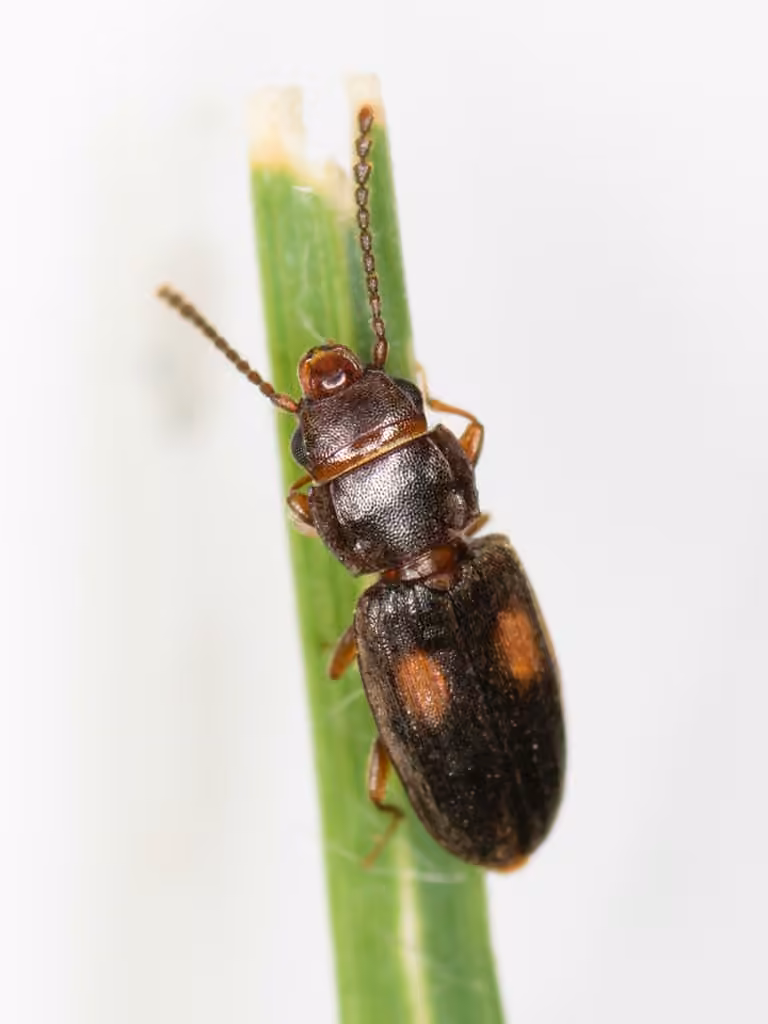 Two-spotted Flat Bark Beetle, photo 2 of 5