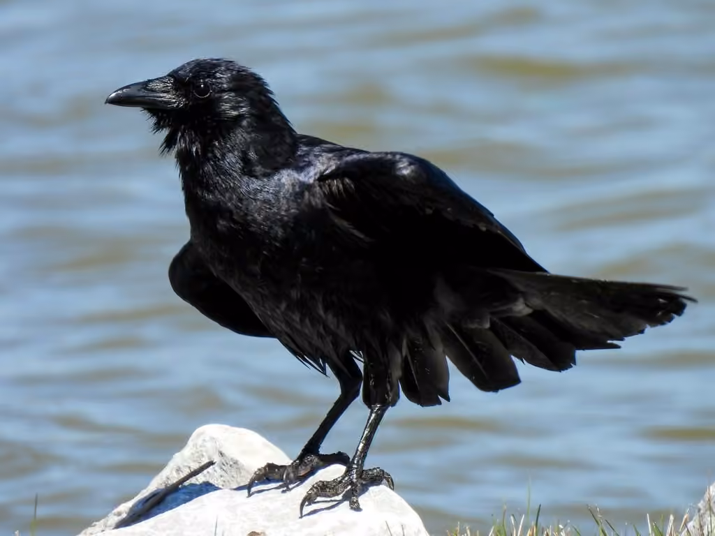 Fish Crow