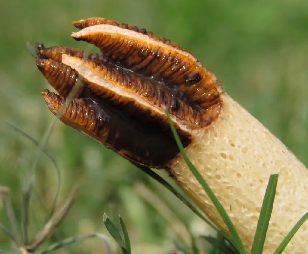 Satyre cruciforme