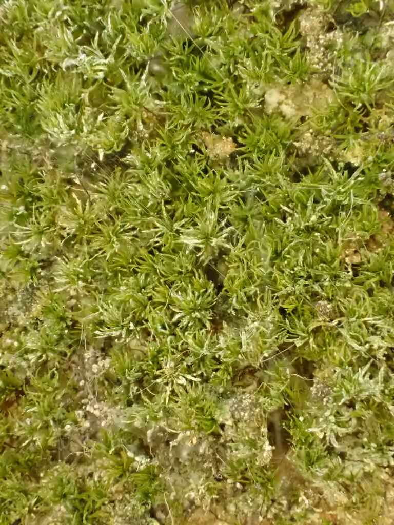 Verdigris Tufa-moss, photo 3 of 5