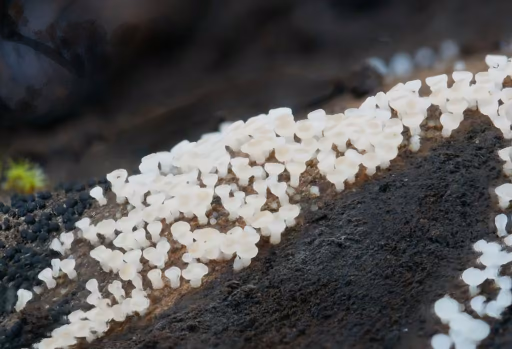 Calycina lactea