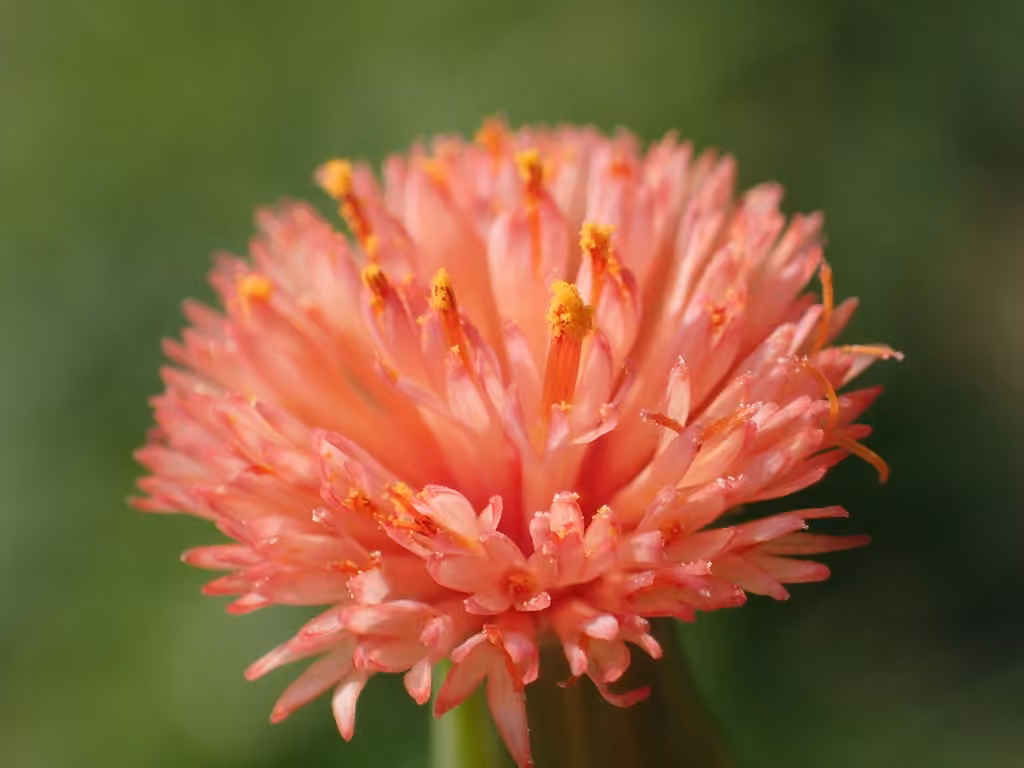 Florida tasselflower, photo 1 of 5