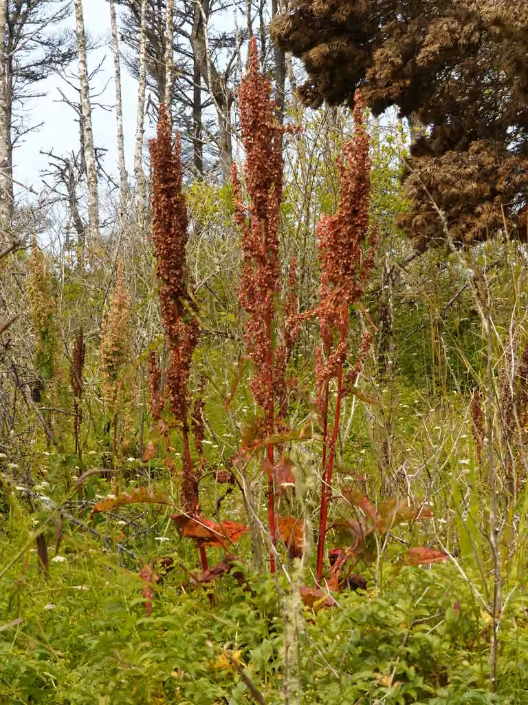 Western dock, In fruit