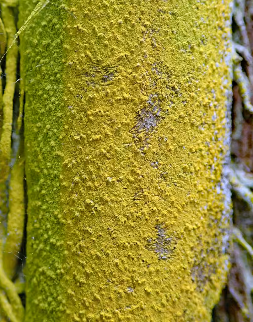 Common Gold-dust