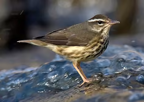 Louisiana Waterthrush, photo 1 of 5
