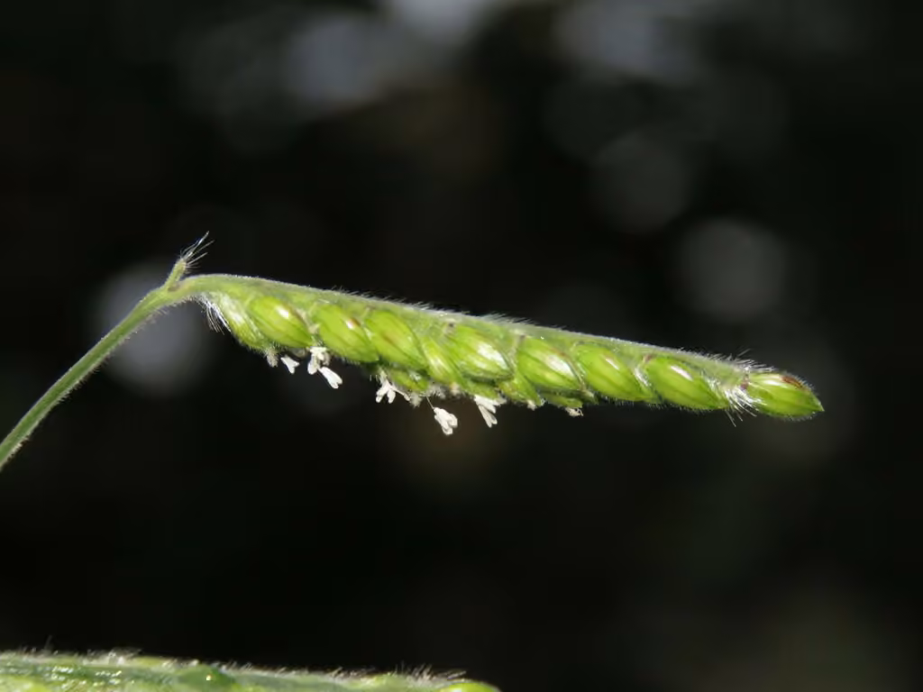 Hairy cupgrass, In flower