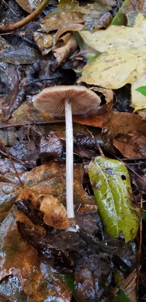 Entoloma psammophilohebes, photo 3 sur 5