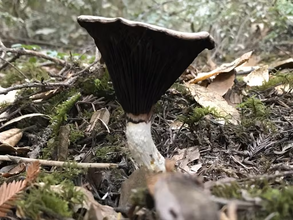 Slimy Spike, photo 3 of 5