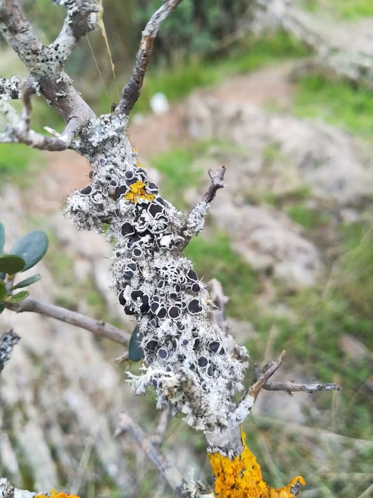 Physcie mince, photo 1 sur 4