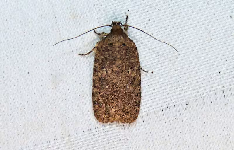 Agonopterix eupatoriiella, photo 1 of 5