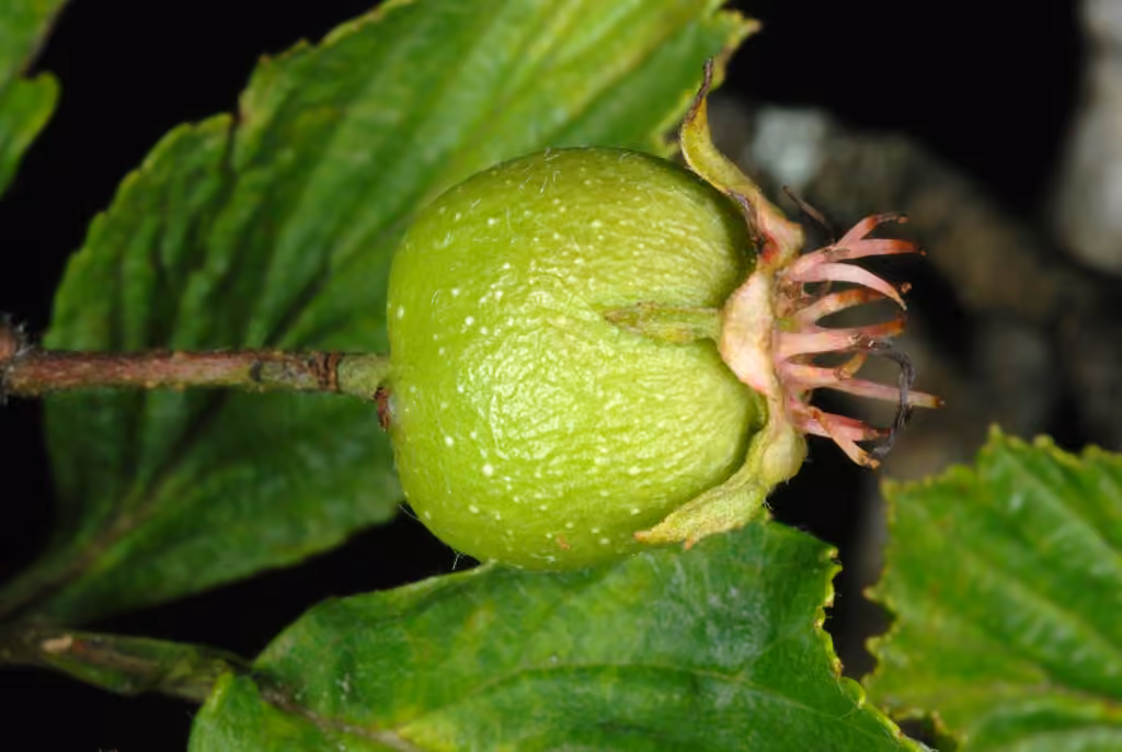 Aubépine ponctuée, En fruits
