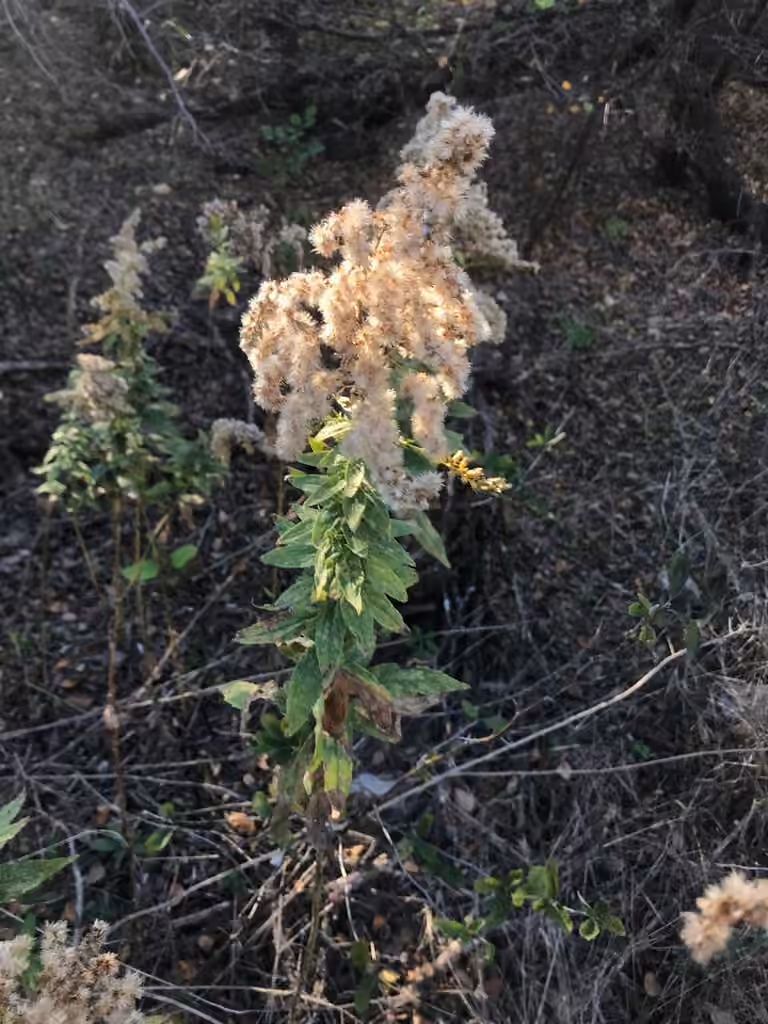 Verge d'or haute, En fruits
