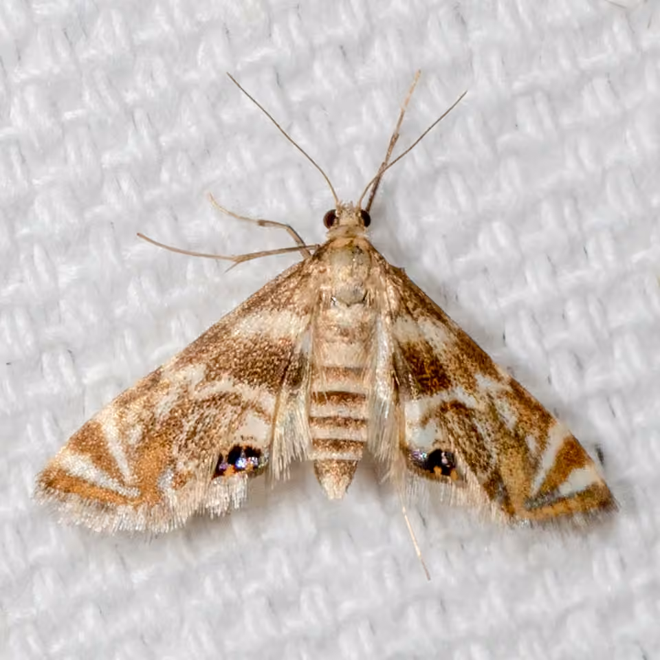 Canadian Petrophila