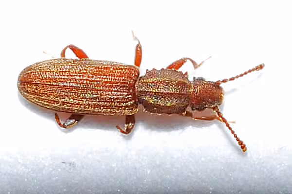 Cucujide des grains oléagineux