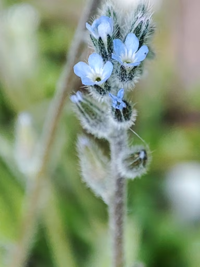 Myosotis à tiges dressées, En fleurs