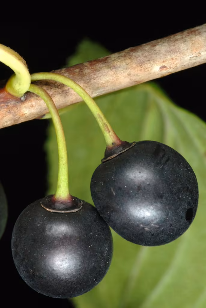 Nerprun cathartique, En fruits