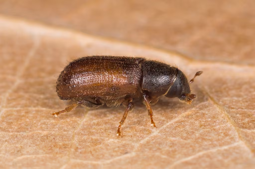 Larger European Pine Shoot Beetle, photo 1 of 5