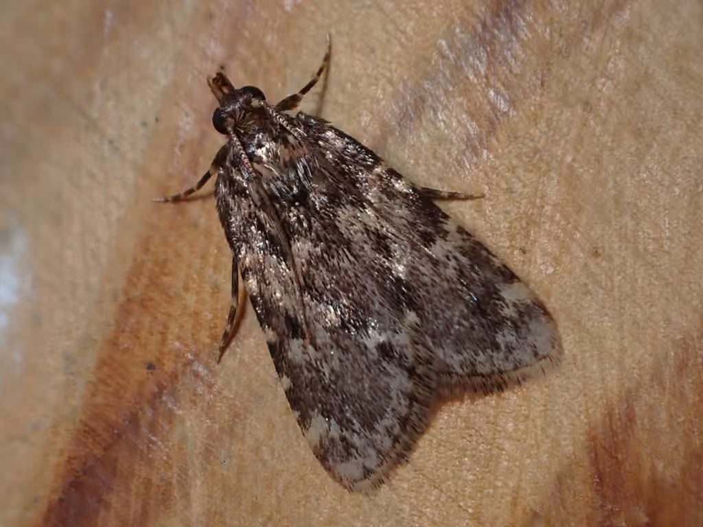 Aglosse cuivrée, photo 2 sur 5
