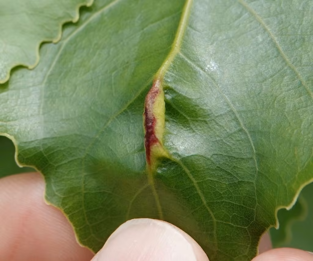Pachypappa pseudobyrsa, Gall