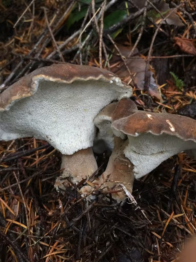 Polypore de Jahn