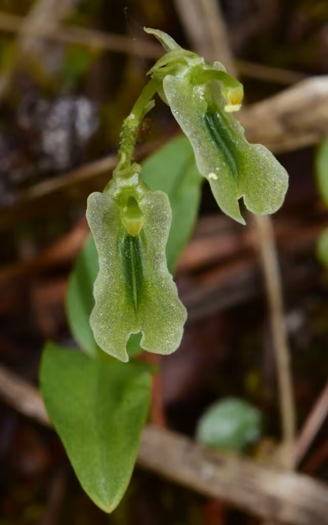 Northern twayblade, In flower