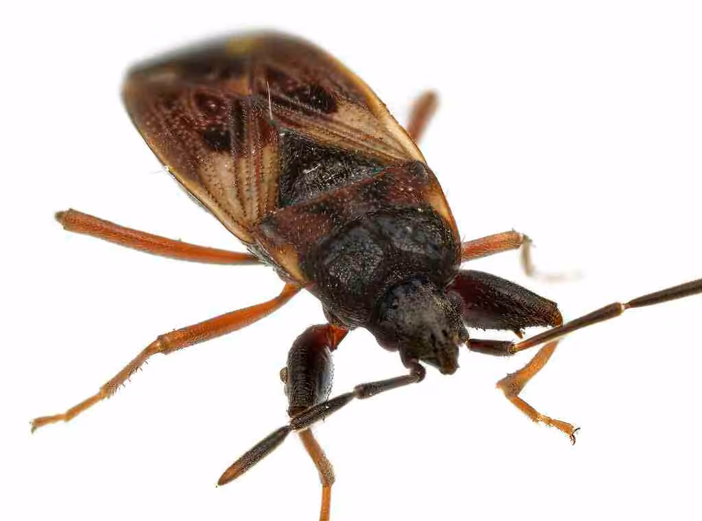 Eremocoris borealis, photo 3 of 5
