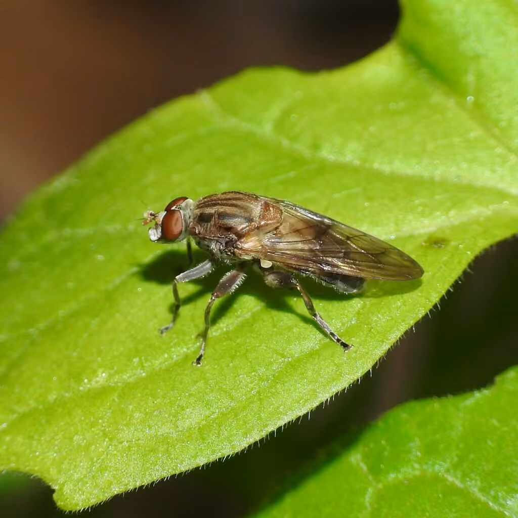Yellow-spotted Sapeater, Male