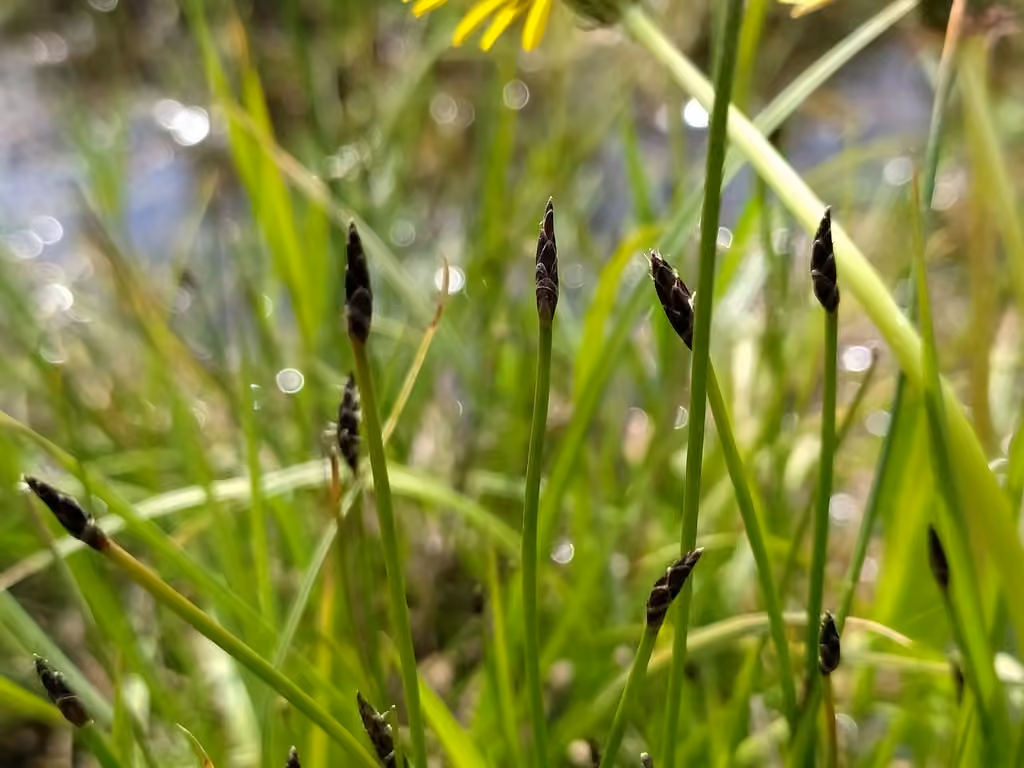 Éléocharide uniglume, photo 3 sur 5