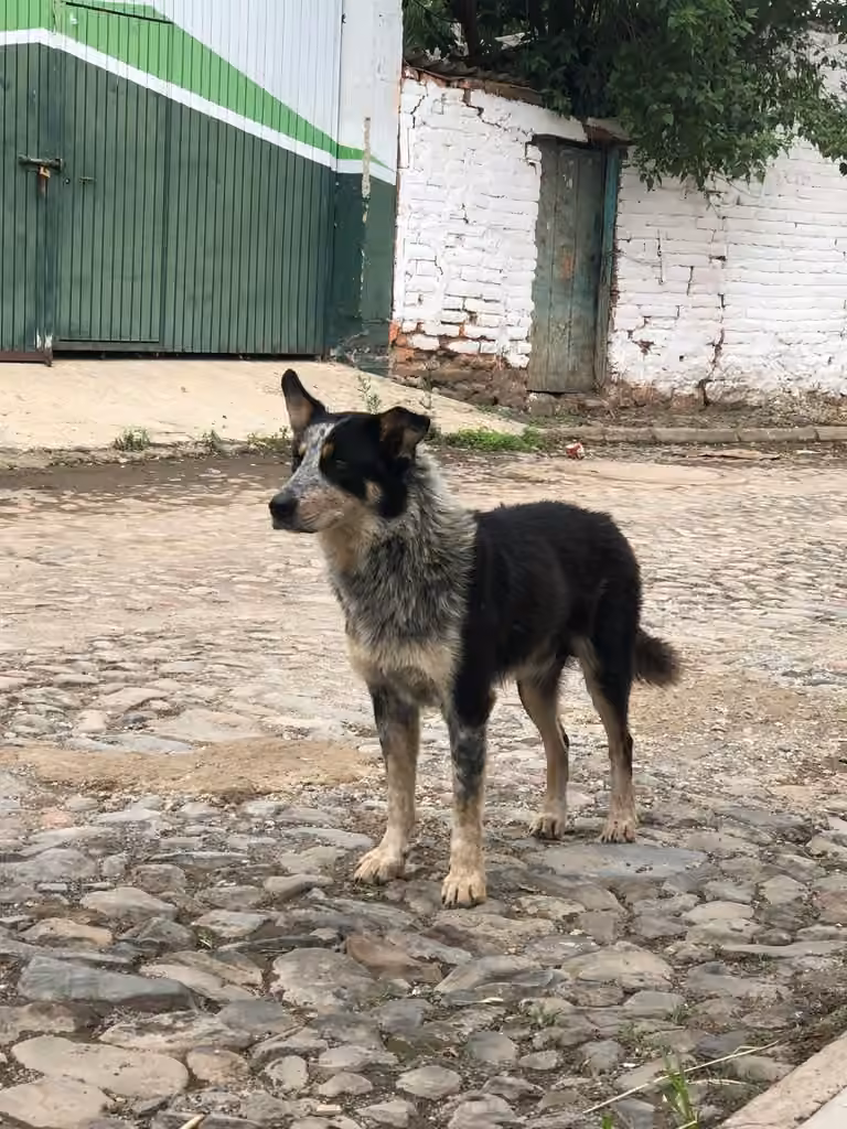 Chien, Mâle