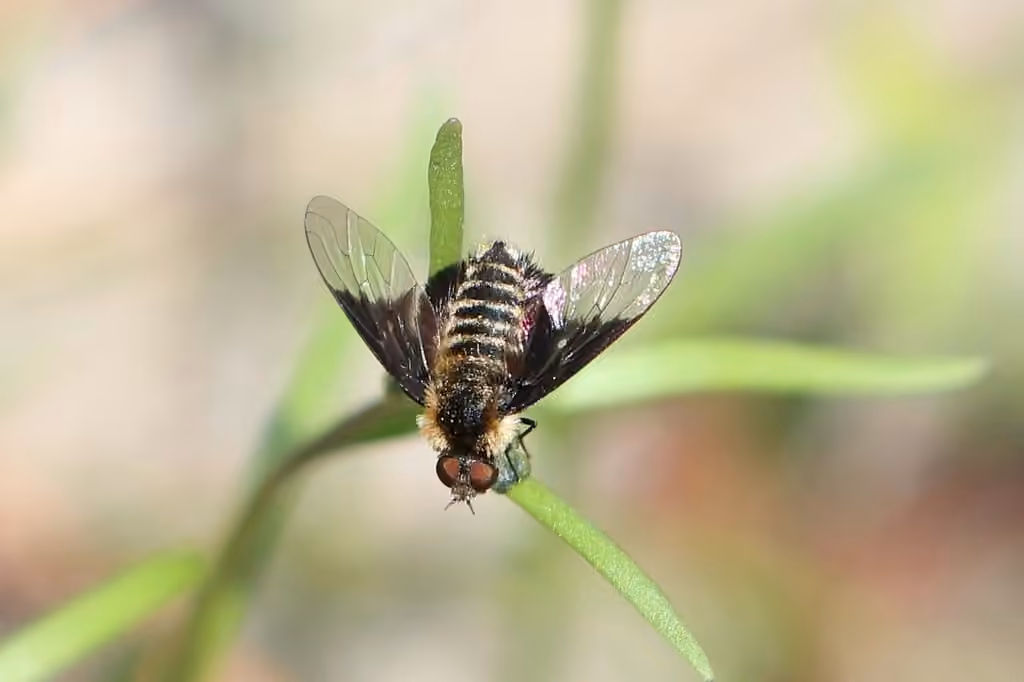 Bombyle à pointe blanche, Femelle