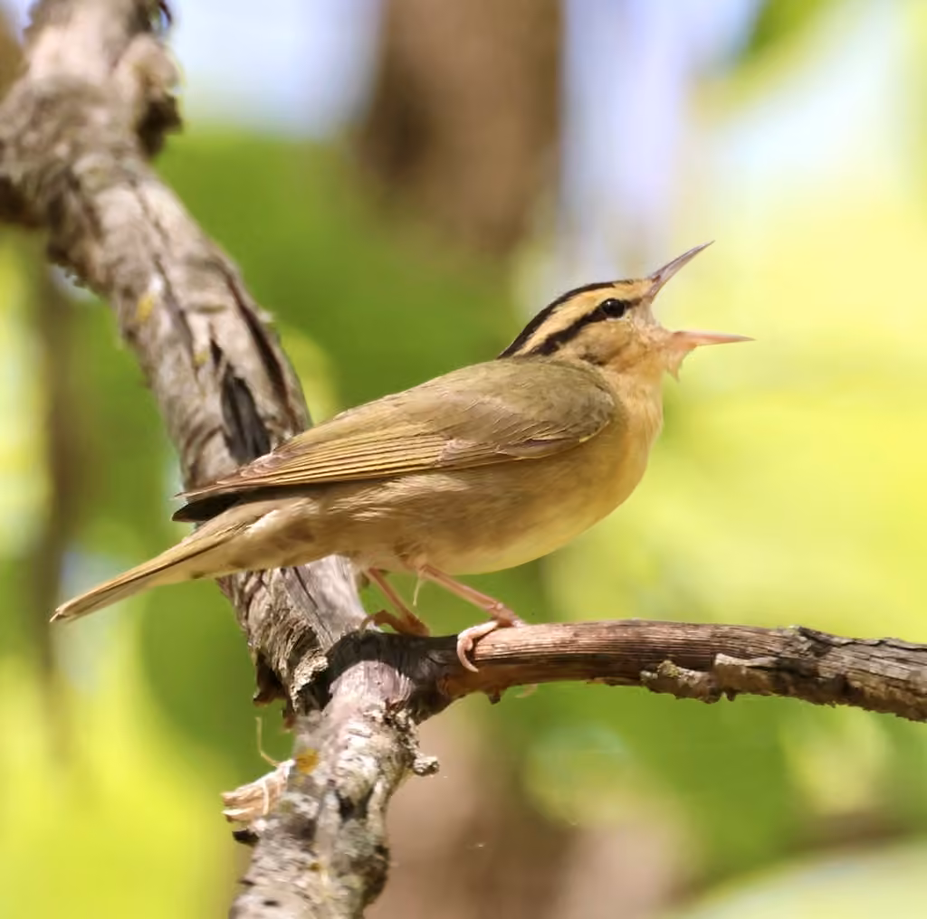 Paruline vermivore, photo 3 sur 5
