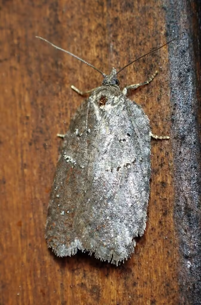 Acleris caliginosana, Adulte