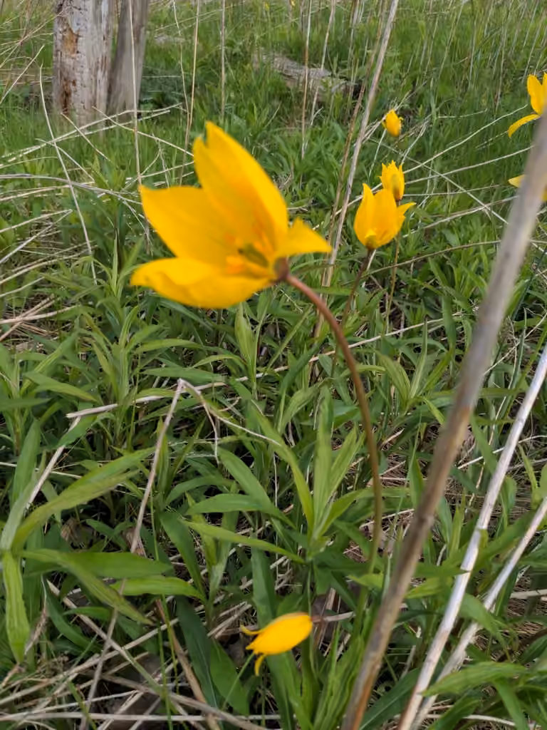 Tulipe des bois, En fleurs