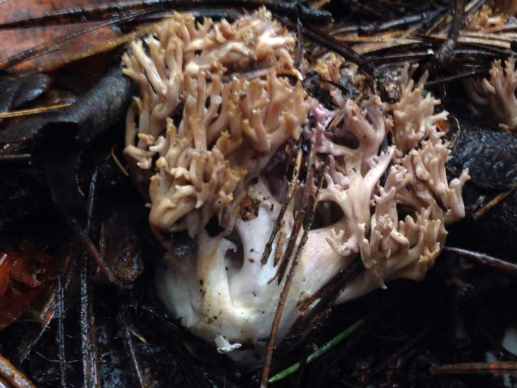 violet-banded coral fungus, photo 2 sur 5