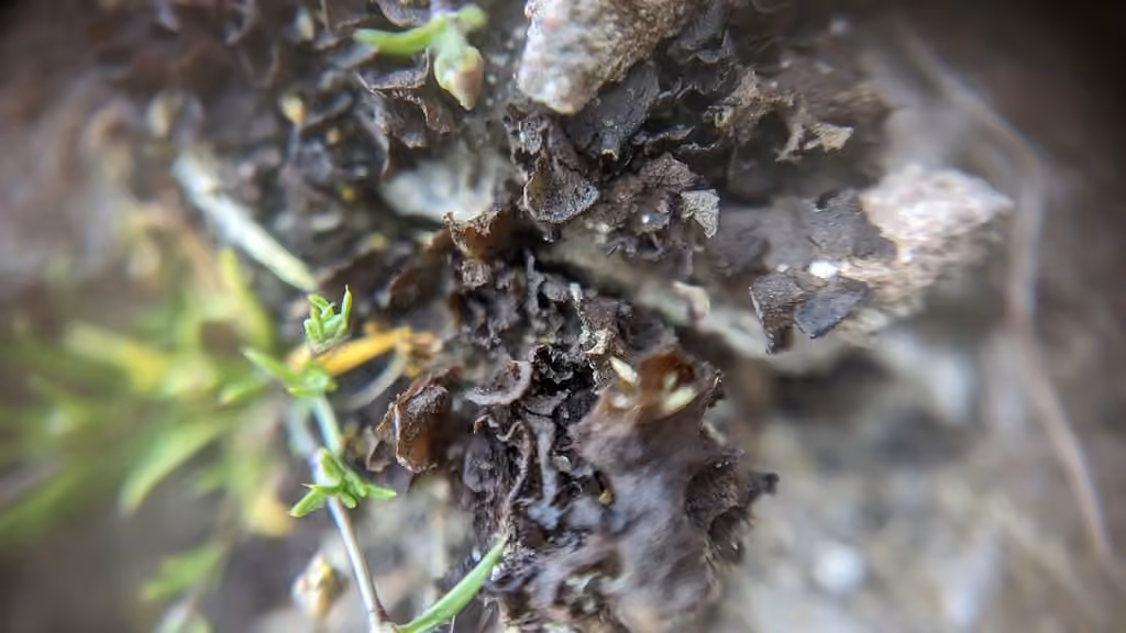 Leptoge gélatineux, photo 3 sur 5