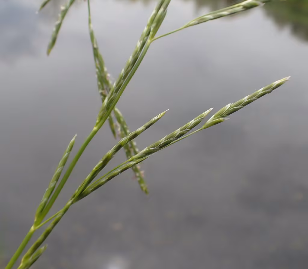 Glycérie flottante, photo 2 sur 5