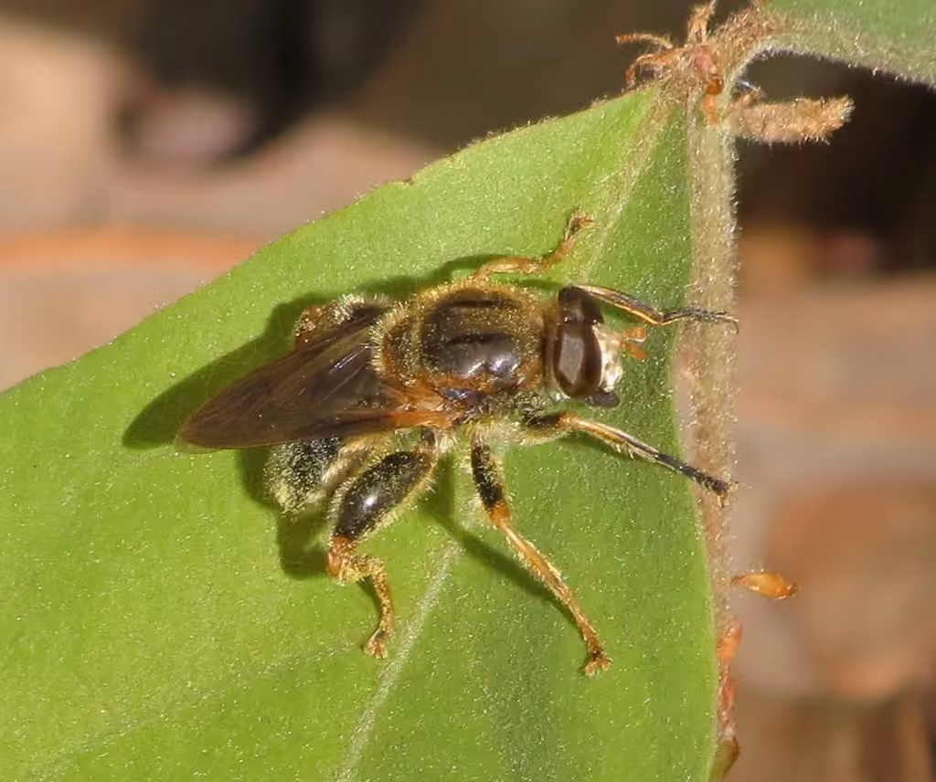 Syrphe ligné, photo 3 sur 5