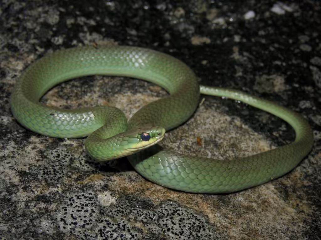 Couleuvre verte, photo 1 sur 5