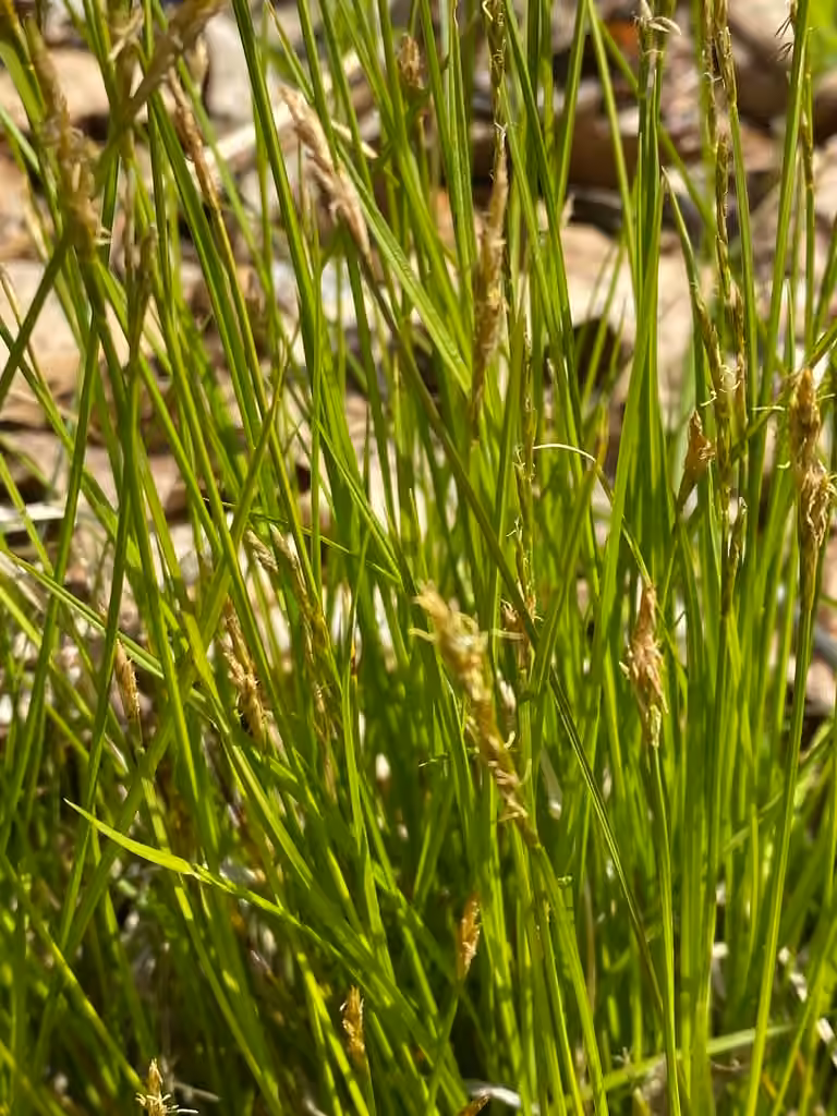 Brome-like sedge, In flower