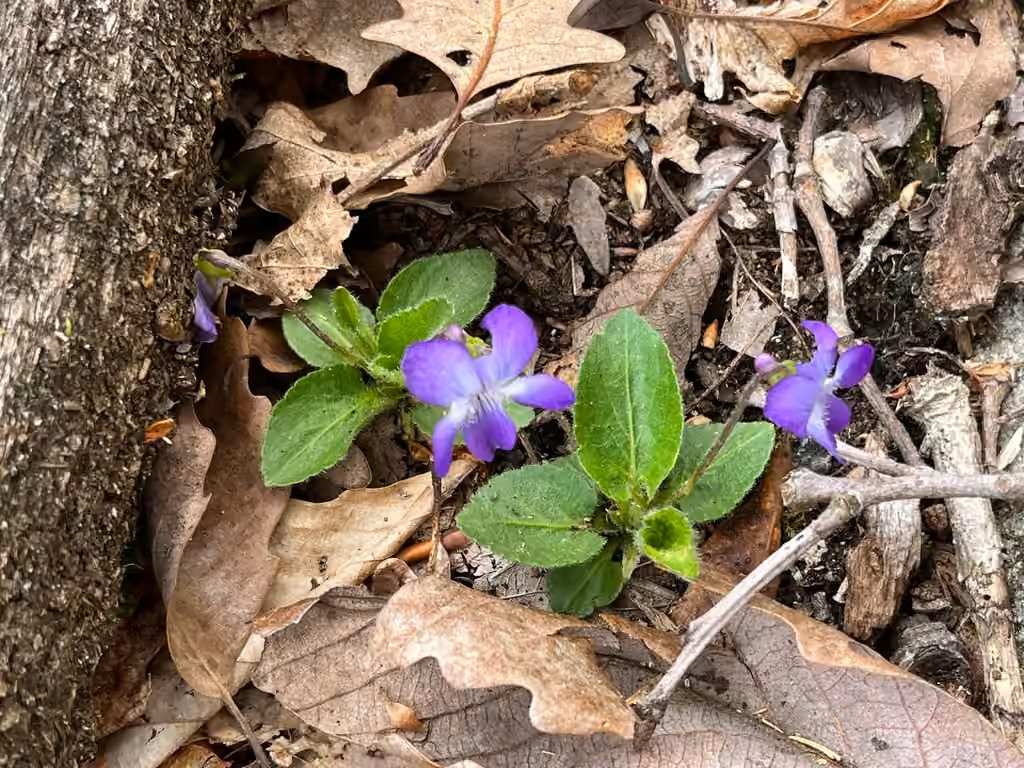 Sand violet, In flower