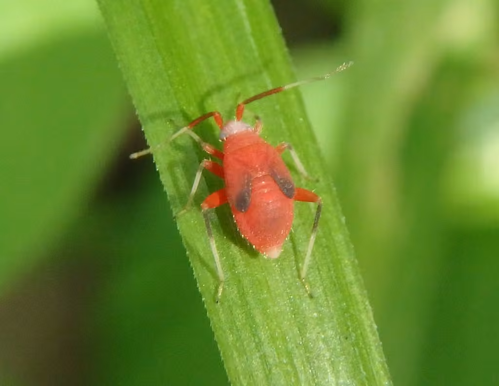Coccobaphes frontifer, Nymphe
