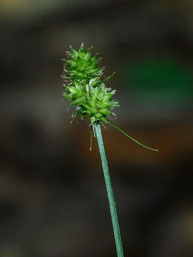 Carex porte-tête, photo 1 sur 5