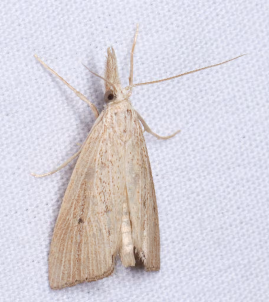 Wainscot Grass-veneer, photo 2 of 5