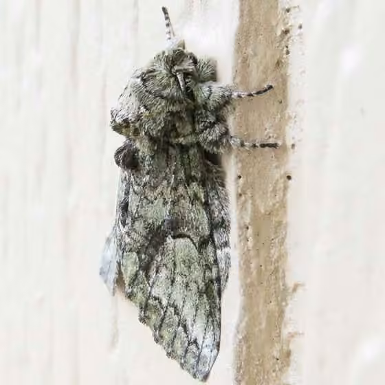 Eastern White-blotched Prominent, Adulte