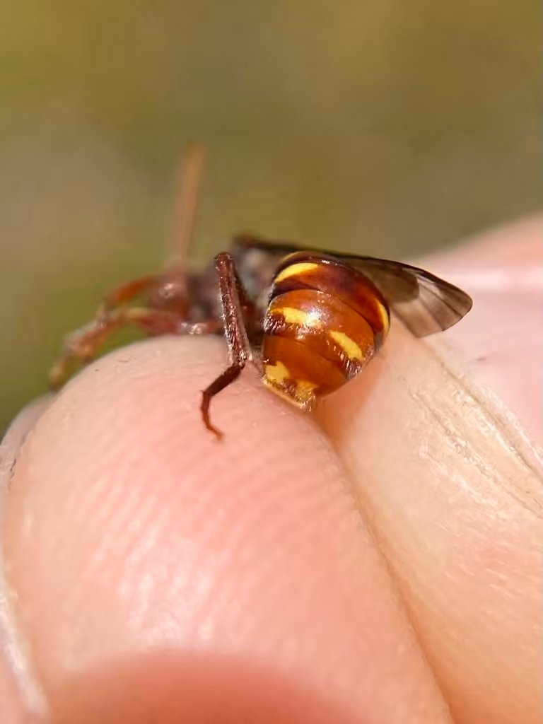 Nomade maculée, Femelle