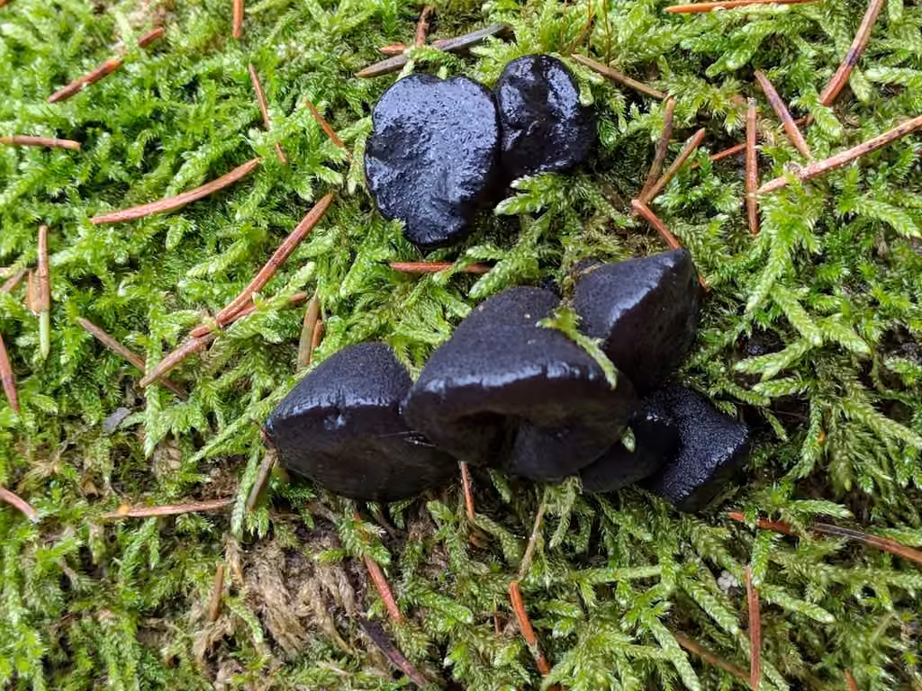 Witches' Butter, photo 2 of 5